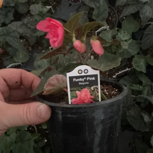 Begonia 'Funky Pink' Live Plant - 4.5