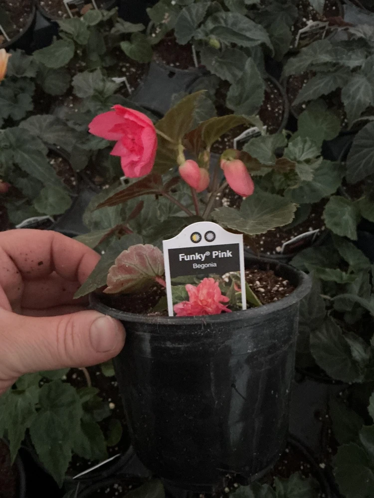 Begonia 'Funky Pink' Live Plant - 4.5" Pot - Indoor/Outdoor - Image 16