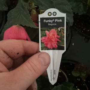 Begonia 'Funky Pink' Live Plant - 4.5