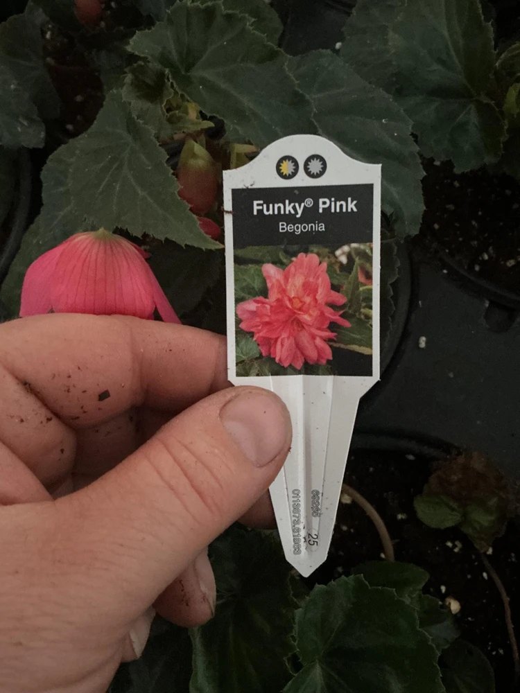 Begonia 'Funky Pink' Live Plant - 4.5" Pot - Indoor/Outdoor - Image 17