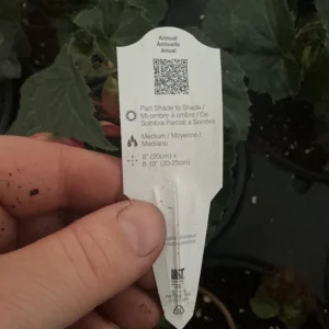 Begonia 'Funky Pink' Live Plant - 4.5