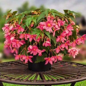 Begonia 'Funky Pink' Live Plant - 4.5
