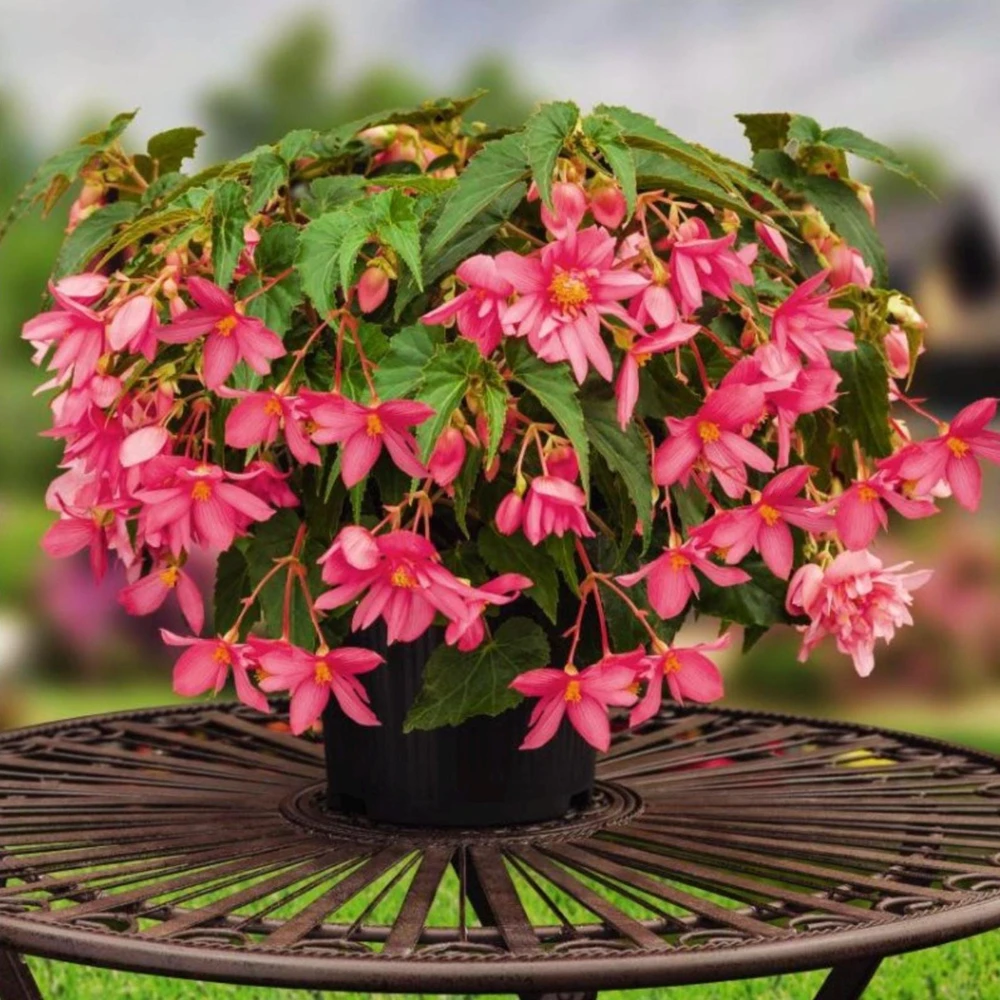 Begonia 'Funky Pink' Live Plant - 4.5" Pot - Indoor/Outdoor - Image 2