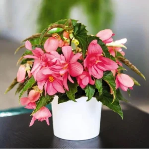 Begonia 'Funky Pink' Live Plant - 4.5