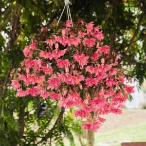 Begonia 'Funky Pink' Live Plant - 4.5