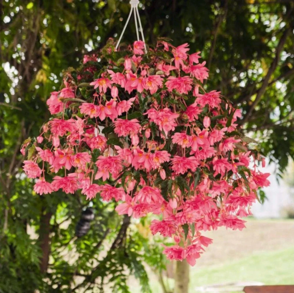 Begonia 'Funky Pink' Live Plant - 4.5" Pot - Indoor/Outdoor - Image 4
