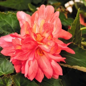 Begonia 'Funky Pink' Live Plant - 4.5