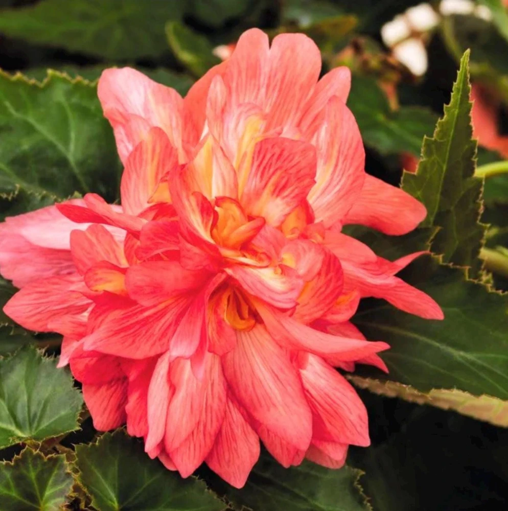 Begonia 'Funky Pink' Live Plant - 4.5" Pot - Indoor/Outdoor - Image 5