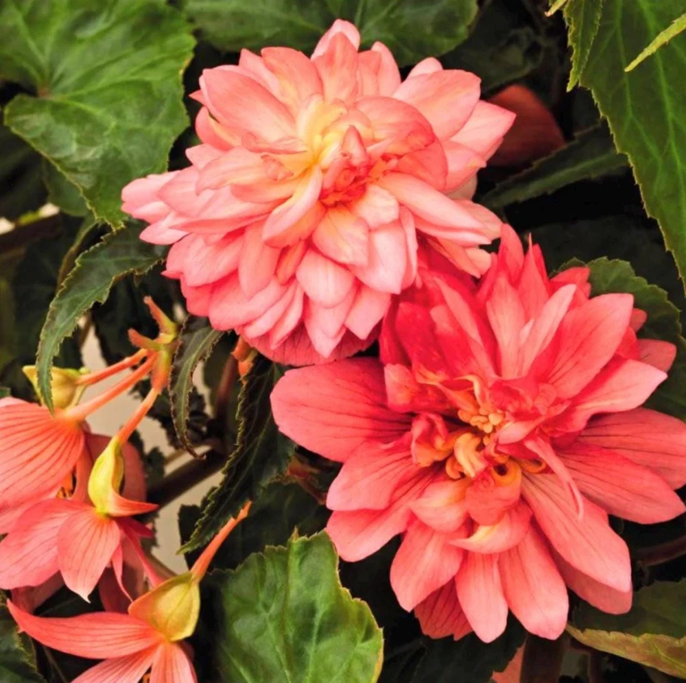 Begonia 'Funky Pink' Live Plant - 4.5" Pot - Indoor/Outdoor - Image 6