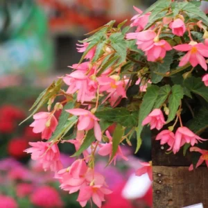 Begonia 'Funky Pink' Live Plant - 4.5