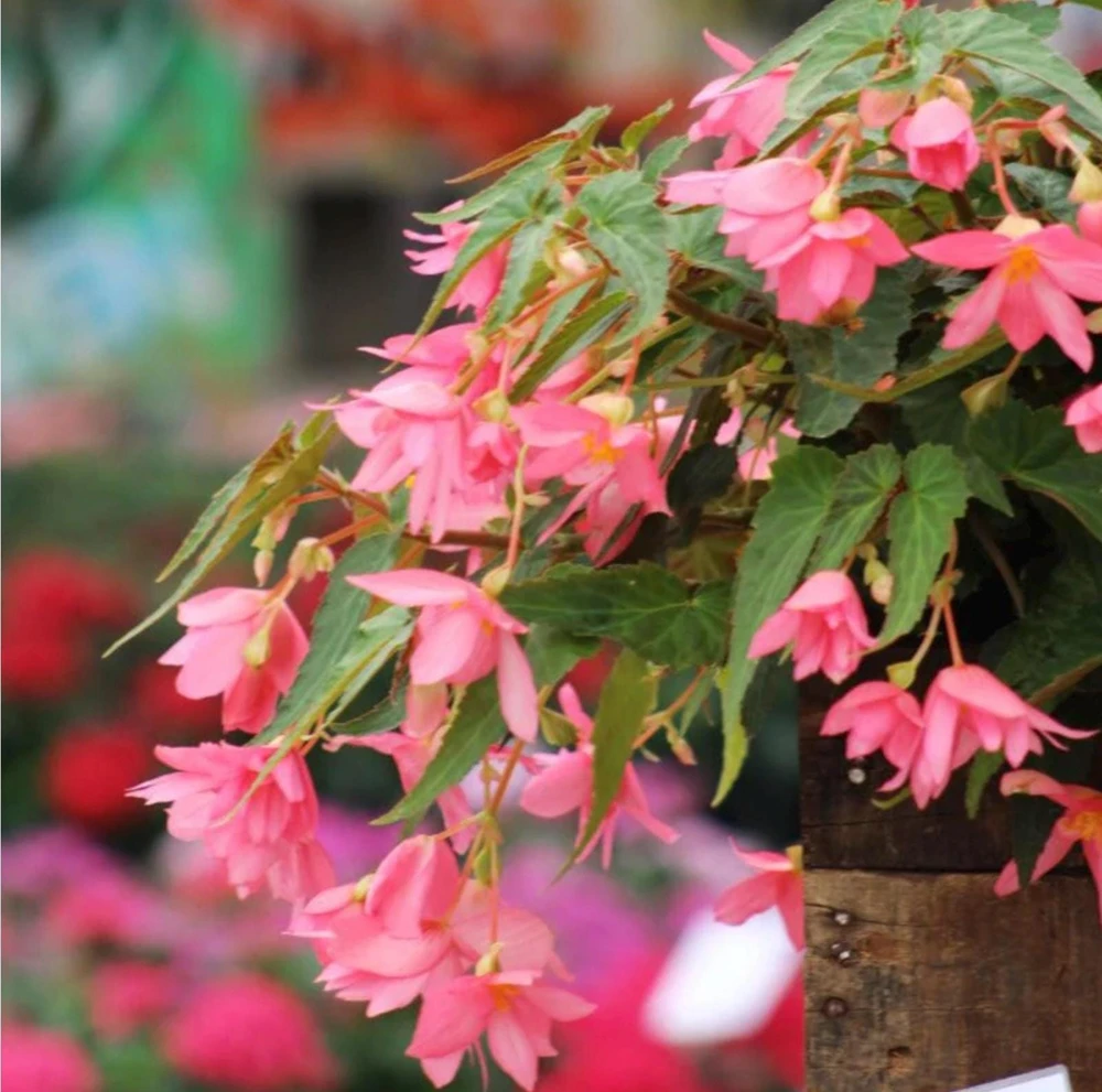 Begonia 'Funky Pink' Live Plant - 4.5" Pot - Indoor/Outdoor - Image 7
