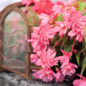 Begonia 'Funky Pink' Live Plant - 4.5