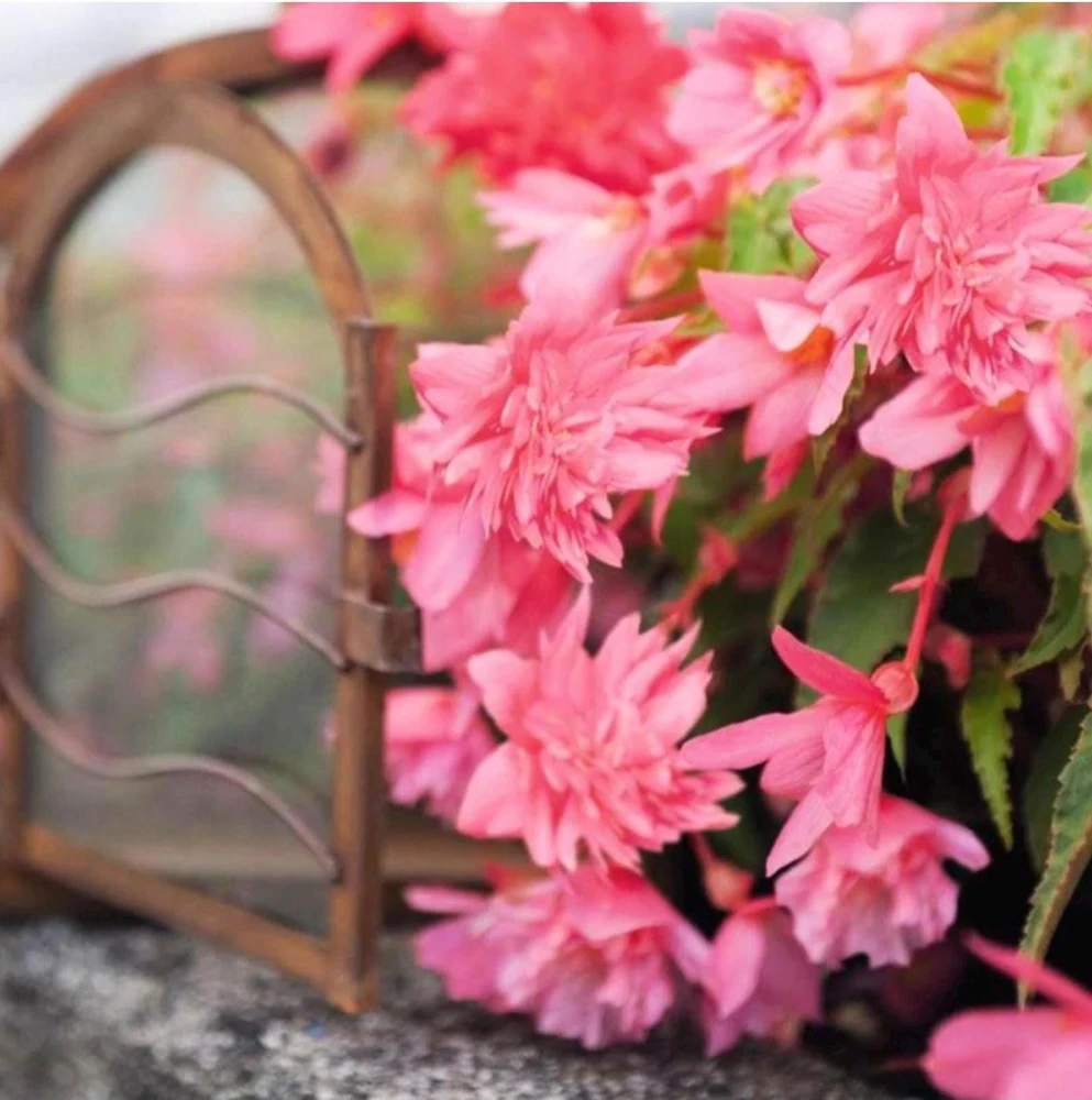 Begonia 'Funky Pink' Live Plant - 4.5" Pot - Indoor/Outdoor - Image 8