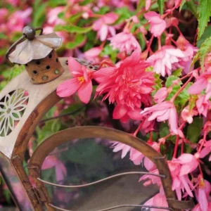 Begonia 'Funky Pink' Live Plant - 4.5