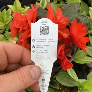 Begonia Hiemalis Chocolate Orange Live Plant - 4.5 inch Pot - Potted Houseplant - Image 10
