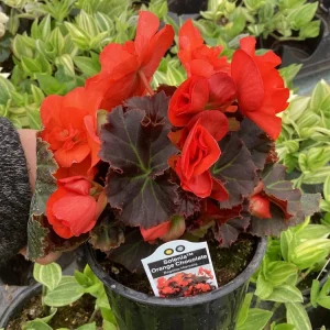 Begonia Hiemalis Chocolate Orange Live Plant - 4.5 inch Pot - Potted Houseplant - Image 1