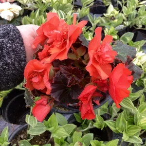 Begonia Hiemalis Chocolate Orange Live Plant - 4.5 inch Pot - Potted Houseplant - Image 2