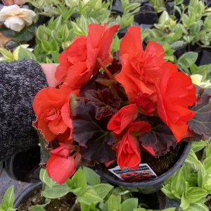 Begonia Hiemalis Chocolate Orange Live Plant - 4.5 inch Pot - Potted Houseplant - Image 3