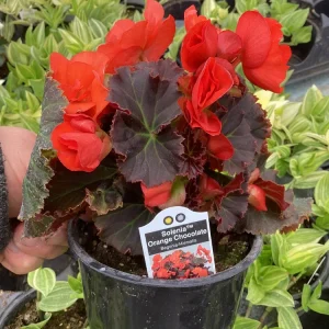 Begonia Hiemalis Chocolate Orange Live Plant - 4.5 inch Pot - Potted Houseplant - Image 4