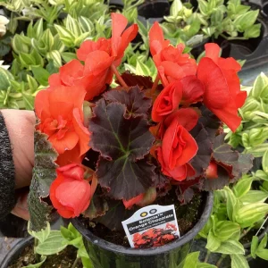 Begonia Hiemalis Chocolate Orange Live Plant - 4.5 inch Pot - Potted Houseplant - Image 5