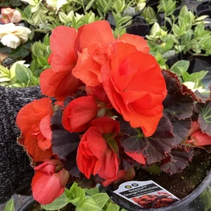 Begonia Hiemalis Chocolate Orange Live Plant - 4.5 inch Pot - Potted Houseplant - Image 6