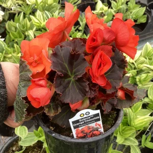 Begonia Hiemalis Chocolate Orange Live Plant - 4.5 inch Pot - Potted Houseplant - Image 7