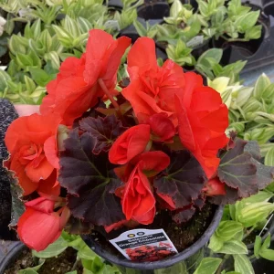 Begonia Hiemalis Chocolate Orange Live Plant - 4.5 inch Pot - Potted Houseplant - Image 8