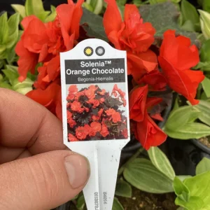 Begonia Hiemalis Chocolate Orange Live Plant - 4.5 inch Pot - Potted Houseplant - Image 9