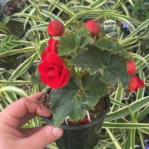 Begonia Hiemalis 'Vermillion Red' Live Plant – 4.5