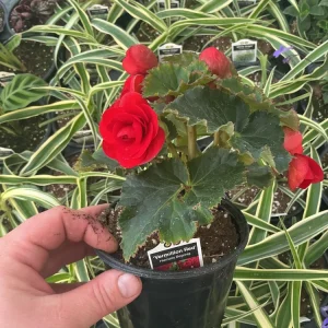 Begonia Hiemalis 'Vermillion Red' Live Plant – 4.5