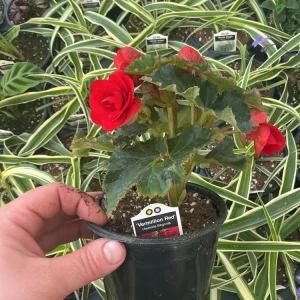 Begonia Hiemalis 'Vermillion Red' Live Plant – 4.5