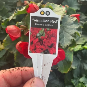 Begonia Hiemalis 'Vermillion Red' Live Plant – 4.5