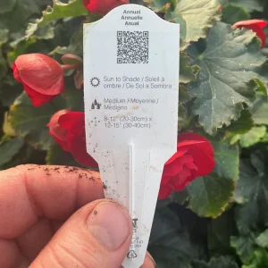Begonia Hiemalis 'Vermillion Red' Live Plant – 4.5