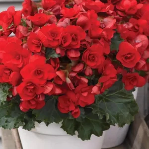 Begonia Hiemalis 'Vermillion Red' Live Plant – 4.5