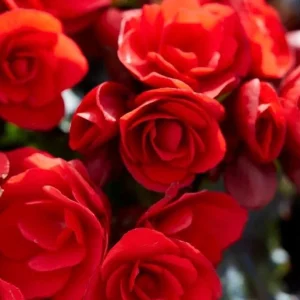 Begonia Hiemalis 'Vermillion Red' Live Plant – 4.5