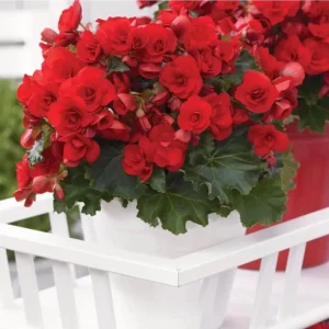 Begonia Hiemalis 'Vermillion Red' Live Plant – 4.5