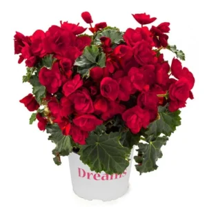 Begonia Hiemalis 'Vermillion Red' Live Plant – 4.5