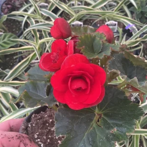 Begonia Hiemalis 'Vermillion Red' Live Plant – 4.5