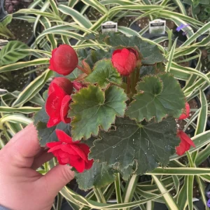 Begonia Hiemalis 'Vermillion Red' Live Plant – 4.5