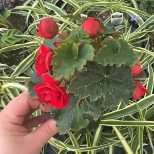 Begonia Hiemalis 'Vermillion Red' Live Plant – 4.5