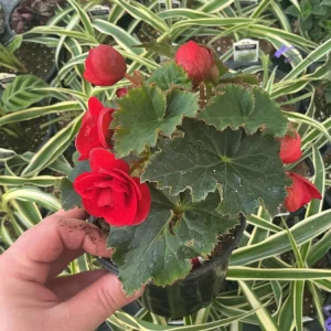 Begonia Hiemalis 'Vermillion Red' Live Plant – 4.5
