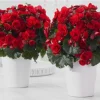 Begonia Hiemalis 'Vermillion Red' Live Plant – 4.5" Pot – Indoor Flowering - Image 1