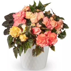 Begonia 'Limitless Sunrise' Live Plant – 4.5 inch Pot – Vibrant Foliage - Image 1