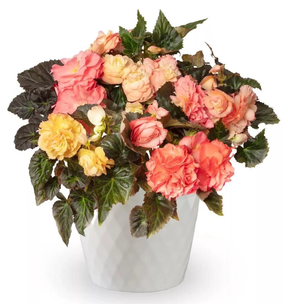 Begonia 'Limitless Sunrise' Live Plant – 4.5 inch Pot – Vibrant Foliage - Image 1