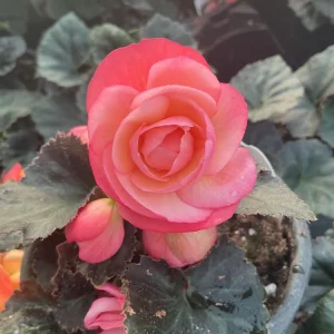 Begonia 'Limitless Sunrise' Live Plant – 4.5 inch Pot – Vibrant Foliage - Image 10