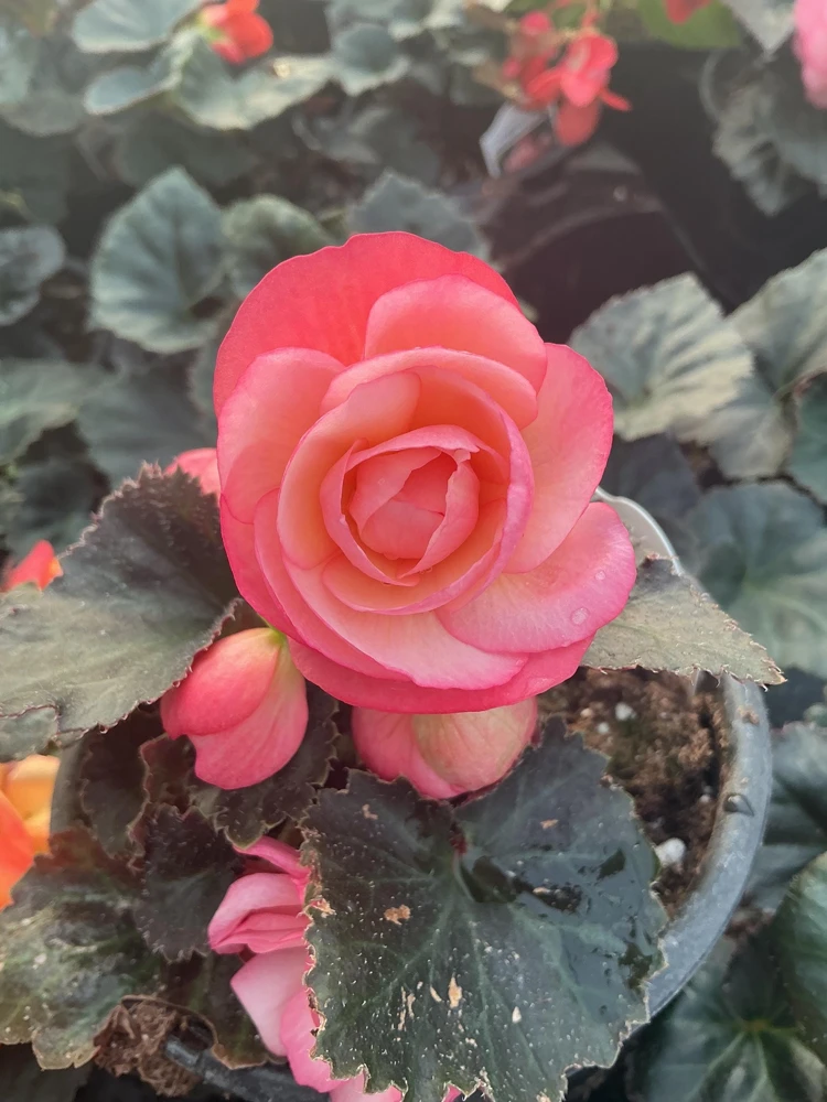 Begonia 'Limitless Sunrise' Live Plant – 4.5 inch Pot – Vibrant Foliage - Image 10