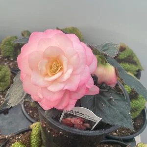 Begonia 'Limitless Sunrise' Live Plant – 4.5 inch Pot – Vibrant Foliage - Image 11