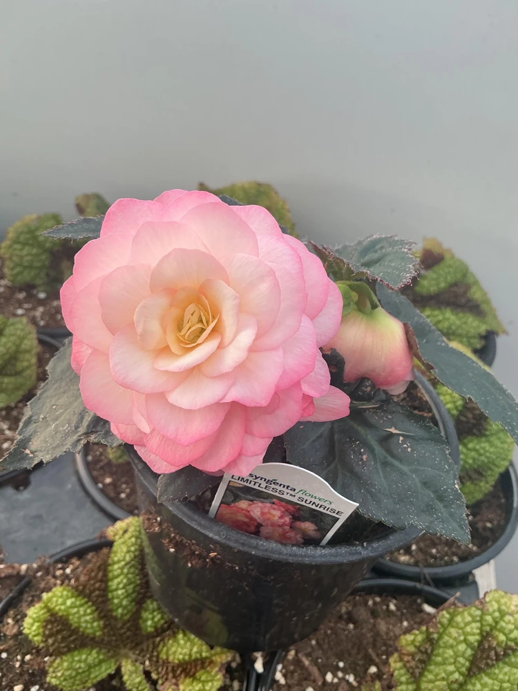 Begonia 'Limitless Sunrise' Live Plant – 4.5 inch Pot – Vibrant Foliage - Image 11