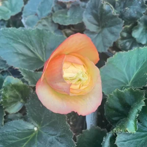 Begonia 'Limitless Sunrise' Live Plant – 4.5 inch Pot – Vibrant Foliage - Image 12