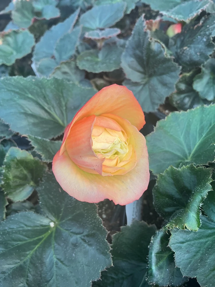 Begonia 'Limitless Sunrise' Live Plant – 4.5 inch Pot – Vibrant Foliage - Image 12